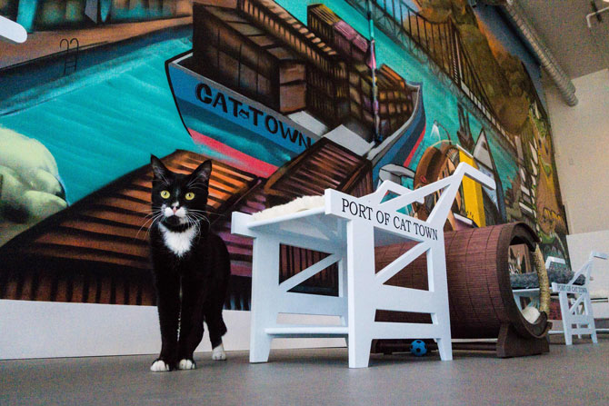 A cat plays at Cat Town Cafe (Photo Credit: Cat Town Cafe & Adoption)